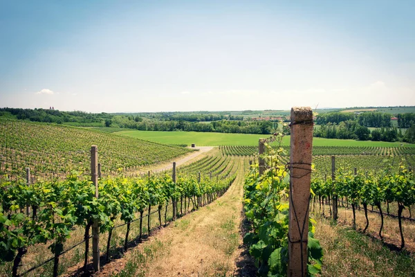 Vineyard landscape in early summer