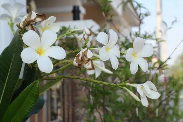 Frangipani Çiçeğinin Tayland Yeşil Yaprak Arka Planı Vardır — Stok fotoğraf