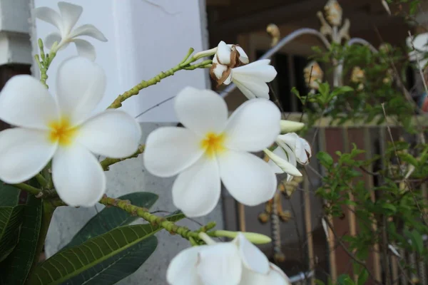 Frangipani Flor Tem Tailândia Fundo Borrado — Fotografia de Stock