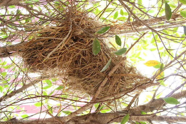 Vogelnest Auf Dem Baum Blatt Hintergrund — Stockfoto