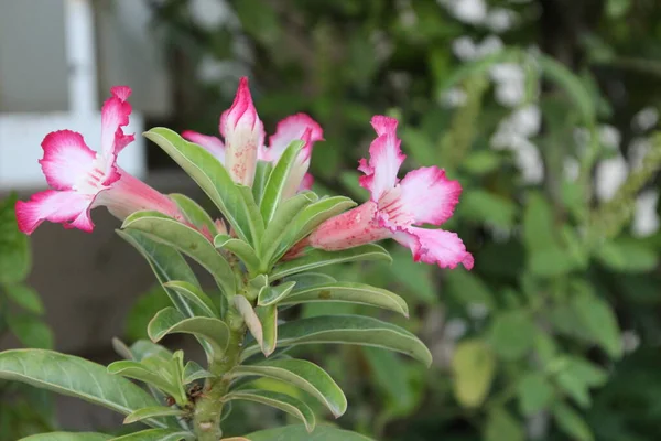 Flores Cor Rosa Fundo Folhas Verdes — Fotografia de Stock