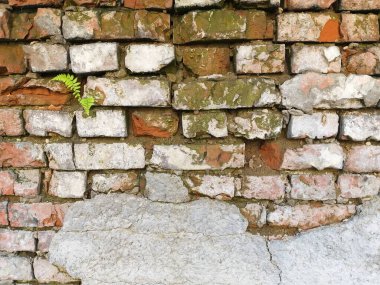 Eski tuğla duvarın dokusu kısmen yosun ile kaplı. Tuğla üstüne alçı..