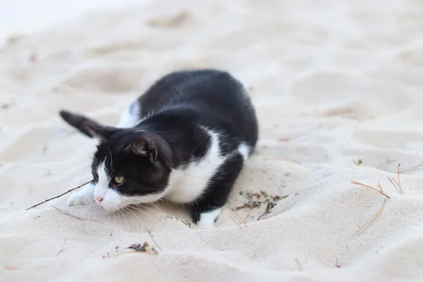 The cat lies in the sand. Black and white cat.