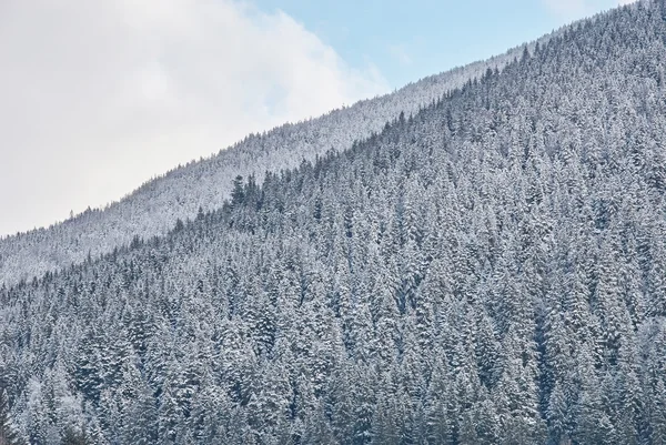 Conifer forest in winter covered by snow