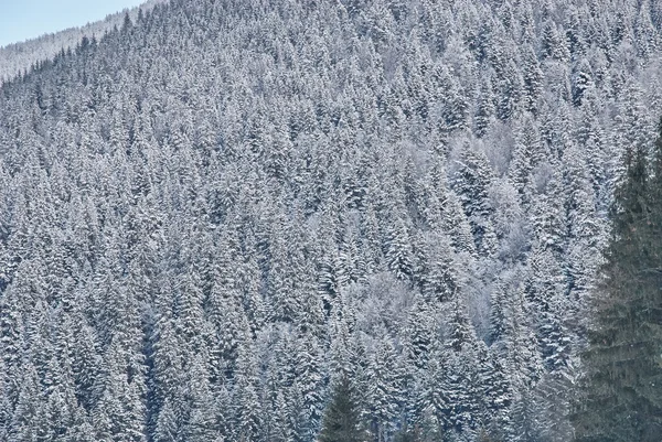 Conifer bos in de winter bedekt door sneeuw — Stockfoto