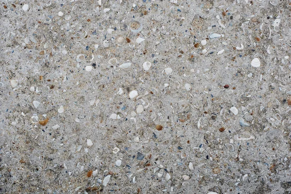 Asfalt yol doku seashell ile doku — Stok fotoğraf