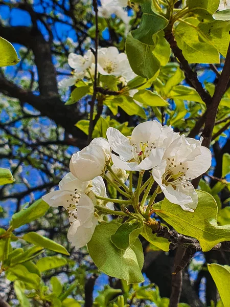 Bílá Kvetoucí Strom Jarní Sezóna Makro — Stock fotografie