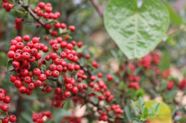 Bir çalılıkta bir sürü kırmızı dut