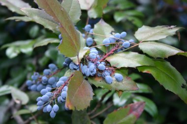 ardıç meyveleri mavi yeşil makro fotoğraf