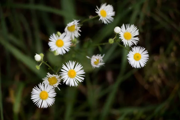 Weiße Gänseblümchen Blumenstrauß — Stockfoto