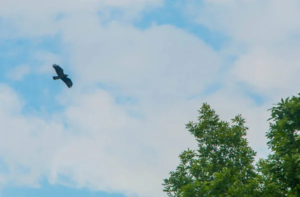 Blauer Himmel Vogel Fliegt — Stockfoto