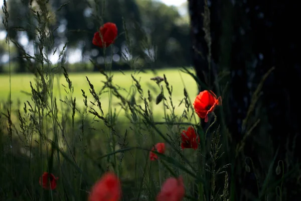 Mohn Feld Rote Blumen — Stockfoto