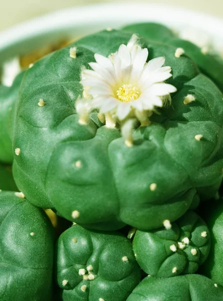 Bahar çiçeğinde yeşil peyote sulu bitki.