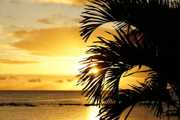 Tropik bir sahilde, bir palmiye ağacı silueti ve deniz tarafından gün batımı