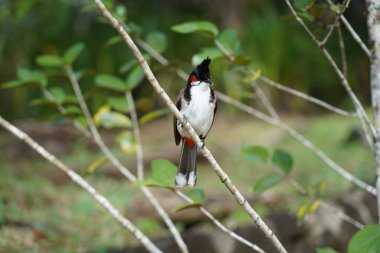 Bir dalda renkli kırmızı bıyıklı bubul kuşu