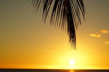 Tropik bir sahilde, bir palmiye ağacı silueti ve deniz tarafından gün batımı