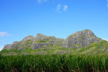 Güneşli bir günde, mavi gökyüzünde şeker kamışı tarlası