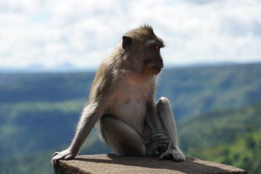 Dağdaki vahşi maymunlar