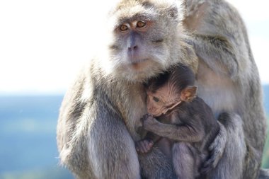 Dağdaki vahşi maymunlar