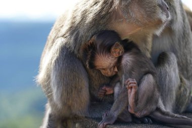 Dağdaki vahşi maymunlar