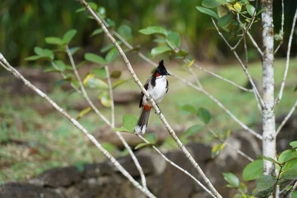 Bir dalda renkli kırmızı bıyıklı bubul kuşu