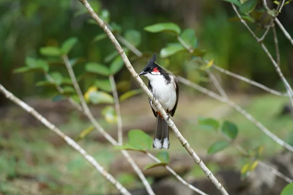 Bunter Rotschnurrbart Blasenvogel Auf Einem Ast — Stockfoto