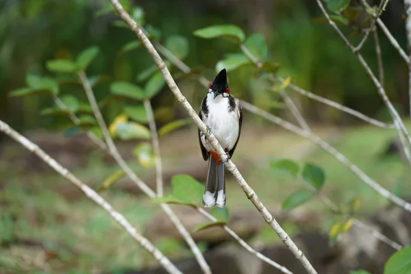 Bir dalda renkli kırmızı bıyıklı bubul kuşu