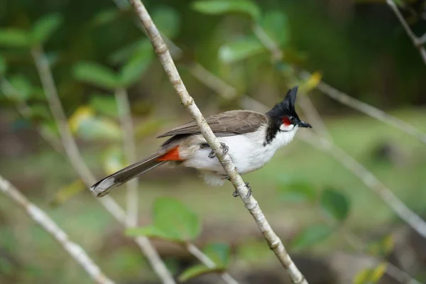 Oiseau Bubul Aux Moustaches Rouges Colorées Sur Une Branche — Photo