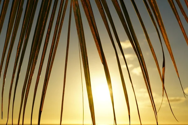 Tropik bir sahilde, bir palmiye ağacı silueti ve deniz tarafından gün batımı