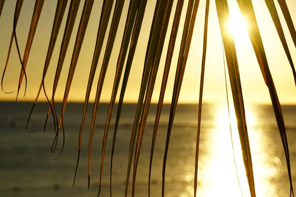 Tropik bir sahilde, bir palmiye ağacı silueti ve deniz tarafından gün batımı