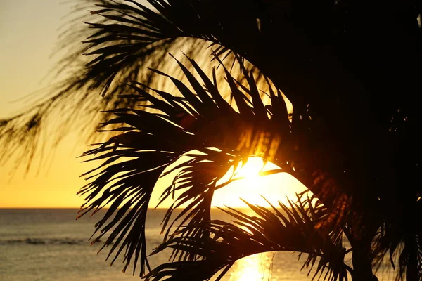 Tropik bir sahilde, bir palmiye ağacı silueti ve deniz tarafından gün batımı
