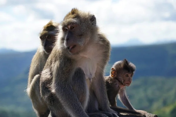 Monos Salvajes Montaña — Foto de Stock