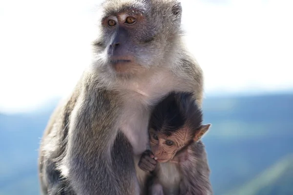 Dağdaki vahşi maymunlar