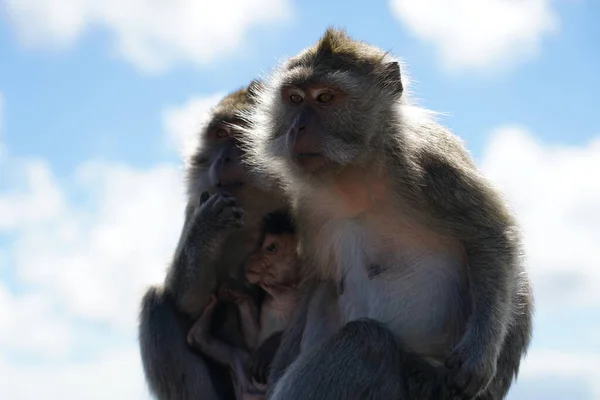 Dağdaki vahşi maymunlar