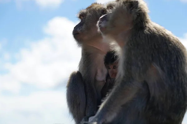 Dağdaki vahşi maymunlar