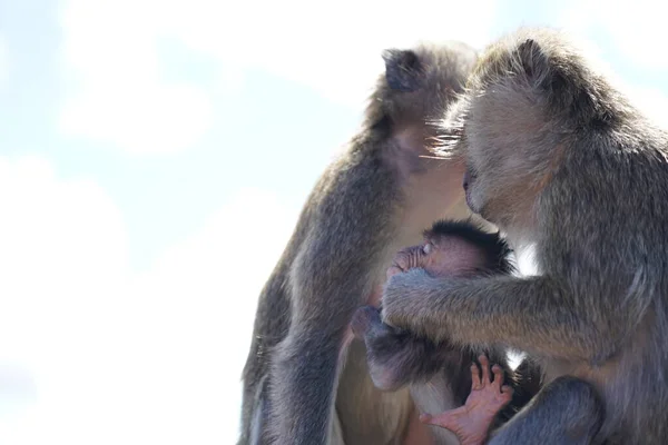 Dağdaki vahşi maymunlar