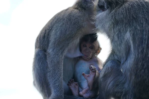 Dağdaki vahşi maymunlar
