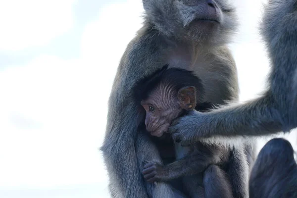Dağdaki vahşi maymunlar