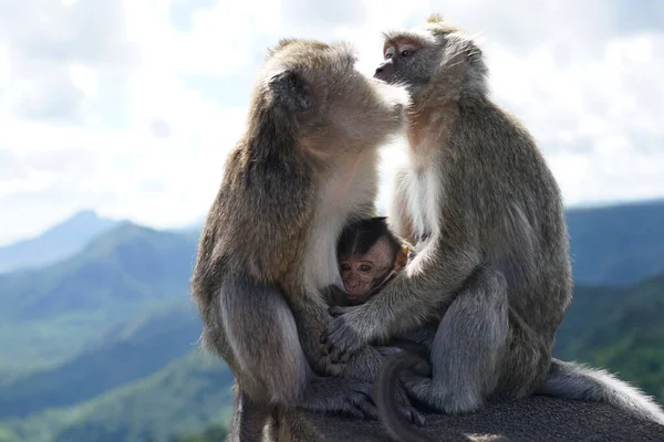 Dağdaki vahşi maymunlar