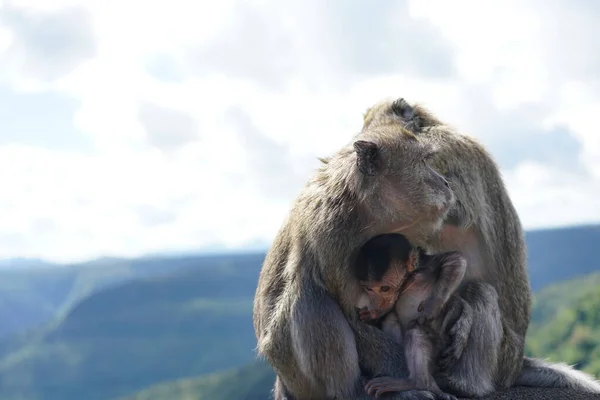 Dağdaki vahşi maymunlar