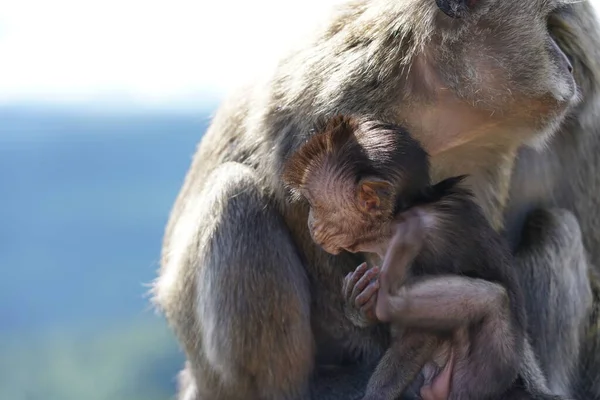 Dağdaki vahşi maymunlar