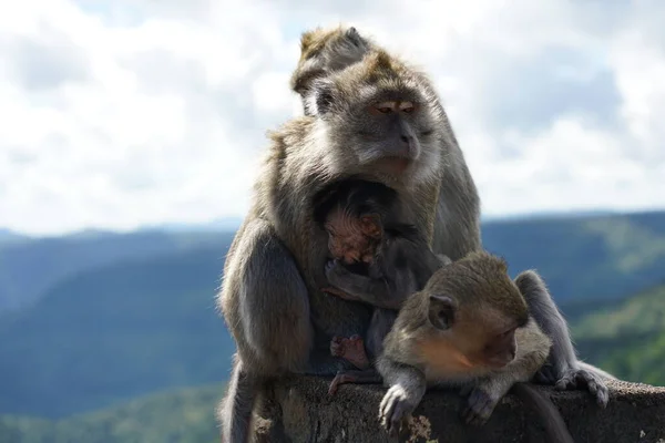 Dağdaki vahşi maymunlar