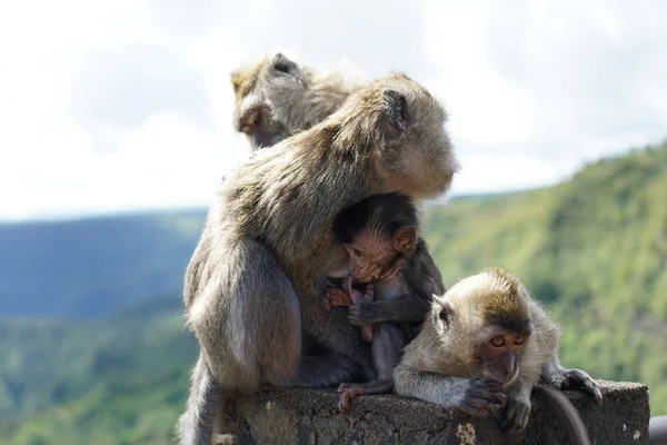 Dağdaki vahşi maymunlar