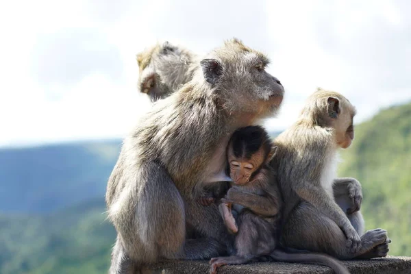 Dağdaki vahşi maymunlar