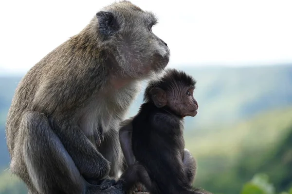 Dağdaki vahşi maymunlar