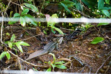 Yaygın basilisk kertenkelesi - Basiliscus basiliscus