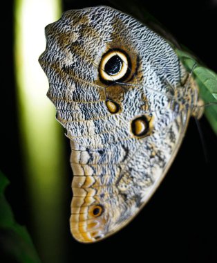 Geceleyin Kosta Rika 'dan dev gözlü kanat kelebeği