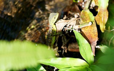 Ormandaki küçük kertenkele detayları