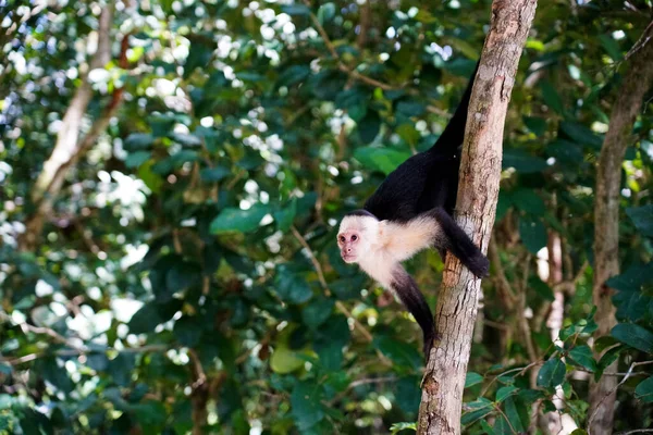 White Faced Capuchin Tree Trunk — Stock Photo, Image