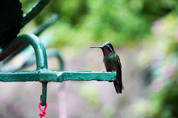 Stehender Kolibri Costa Ricas Natur — Stockfoto